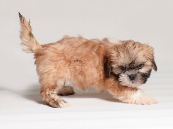 [#22000] Golden / White Female Lhasa Apso Puppies for Sale