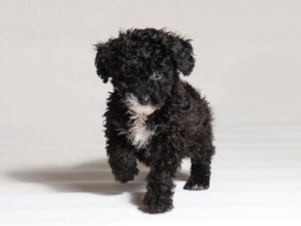 [#22002] Black Female Poodle Puppies for Sale