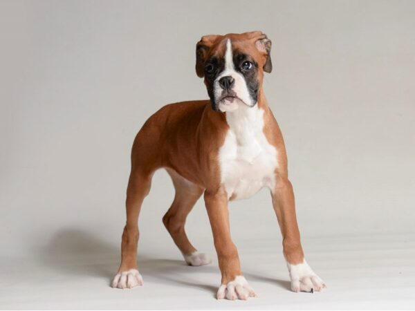 [#22018] Fawn / White Female Boxer Puppies for Sale