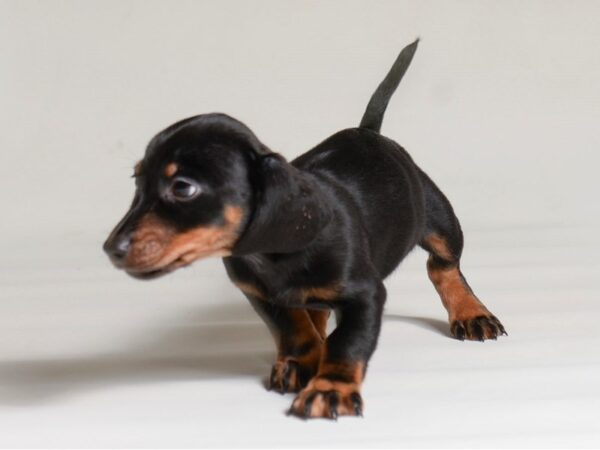 [#22016] Black / Tan Male Dachshund Puppies for Sale