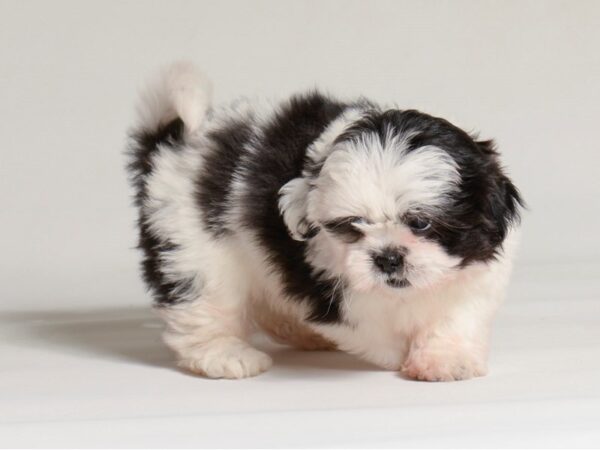 [#22014] Black / White Female Shih Tzu Puppies for Sale