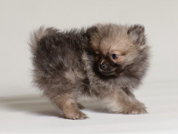 [#22013] Wolf Sable Male Pomeranian Puppies for Sale