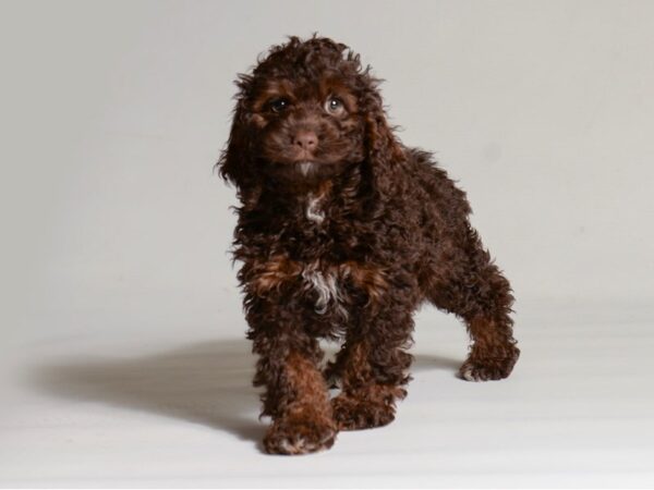 [#22012] Chocolate / Tan Female Cock A Poo Puppies for Sale