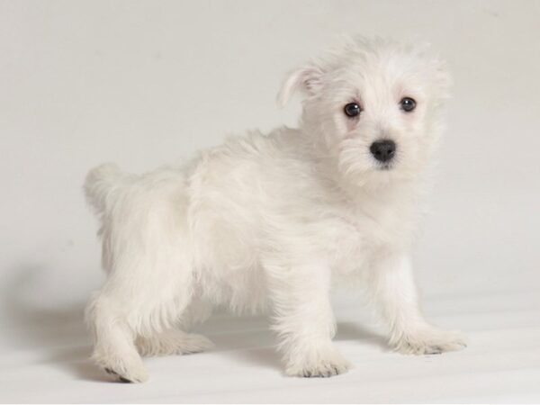 [#22010] White Female West Highland White Terrier Puppies for Sale