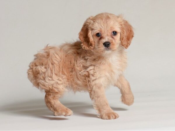 [#22008] Apricot Female Cock A Poo Puppies for Sale