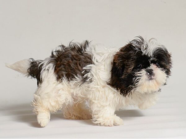[#22007] Brindle & White Male Shih Tzu Puppies for Sale