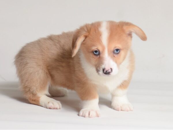 [#22021] Red Merle Female American Corgi Puppies for Sale