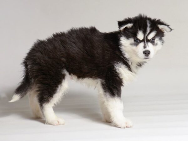 [#22022] Black / White Male Siberian Husky Puppies for Sale