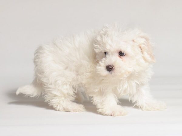 [#22023] White Female Havapoo Puppies for Sale