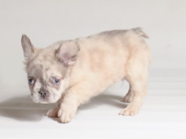 [#22024] Fawn Merle Male Fluffy French Bulldog Puppies for Sale