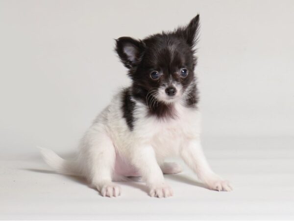 [#22025] Black / Tan Male Chihuahua Puppies for Sale