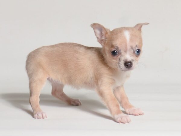 [#22026] Fawn Merle Female Chihuahua Puppies for Sale