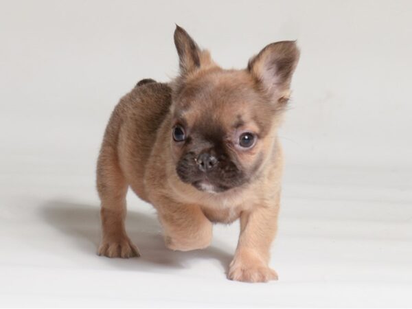 [#22028] Fawn Male Fluffy French Bulldog Puppies for Sale