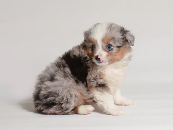 [#22030] Blue Merle Male Toy Australian Shepherd Puppies for Sale