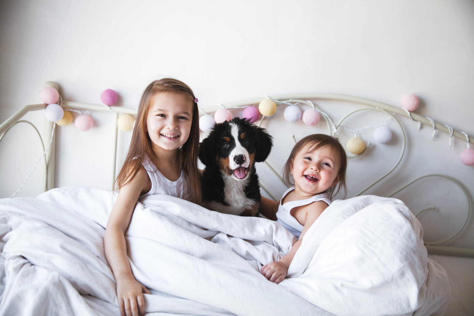 Find Your Perfect Pet Today banner