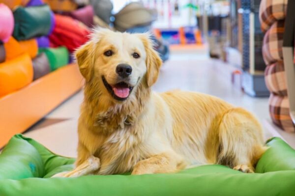 Finding the Perfect Puppy: A Breed Comparison Guide